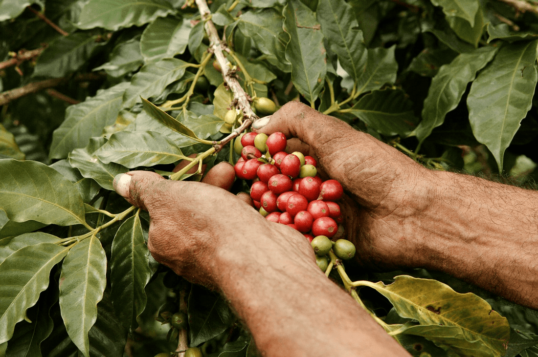 ¿Qué es el café de especialidad?