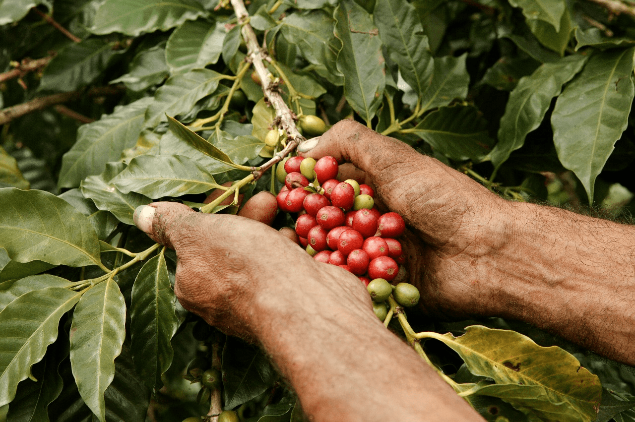 ¿Qué es el café de especialidad?